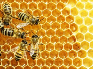 Bạn có thể dùng mật ong để giải độc gan