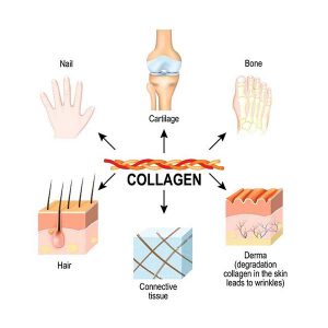 Collagen trong cơ thể mỗi người