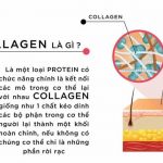 Chức năng của collagen - Chìa khóa đẹp da và sức khỏe toàn diện