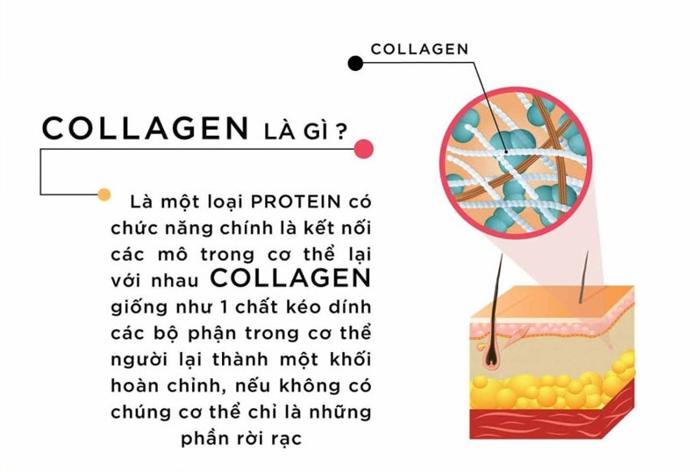 Chức năng của collagen