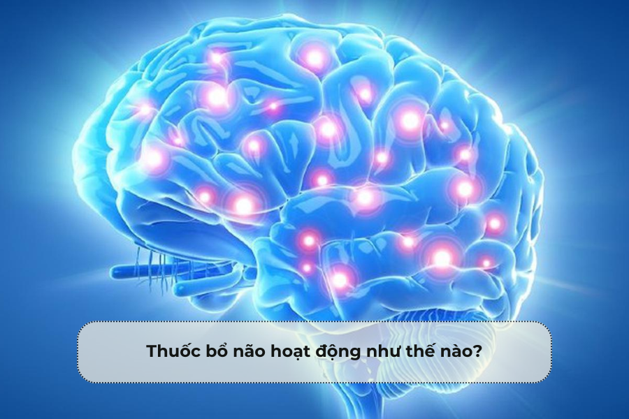 Thuốc bổ não hoạt động như thế nào